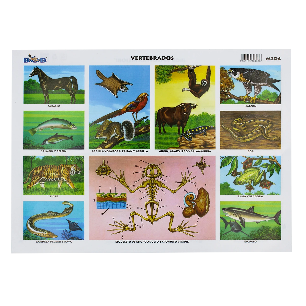 MONOGRAFIA BOB C/25 204 ANIMALES VERTEBRADOS 1