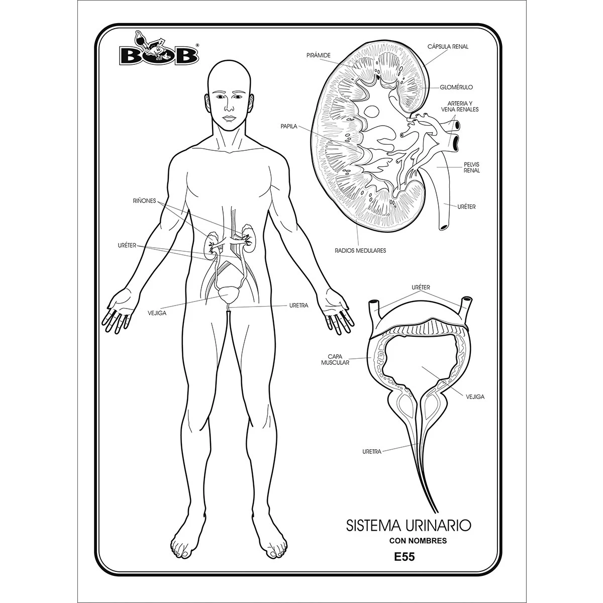 MAPA Y ESQUEMA CARTA  C/100 NORMAL BOB